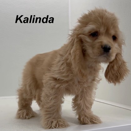 puppy, for, sale, Cocker Spaniel, Joe & Cherri  Overlease, dog, breeder, Miller, MO, dog-breeder, puppy-for-sale, forsale, nearby, find, puppyfind, locator, puppylocator, aca